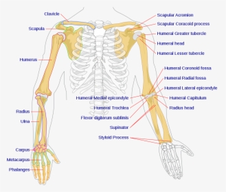 Bones In The Arm, HD Png Download, Free Download