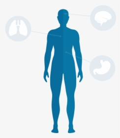 Body Download Png - Human Body Blue Png, Transparent Png, Free Download
