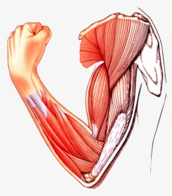 Muscle Arm Download Transparent Png Image - Skeletal Muscle Clipart Png, Png Download, Free Download