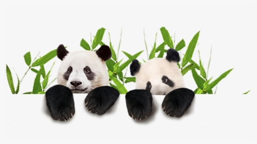 Download Panda Animal Png Transparent Images Images - Panda, Png Download, Free Download