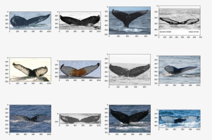 Png - Grey Whale, Transparent Png, Free Download