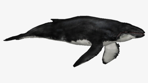 Whalehumpbackzs - Zoo Tycoon 2 Humpback Whale, HD Png Download, Free Download