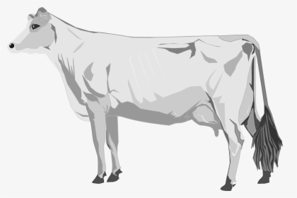 Vector Image Svg, HD Png Download, Free Download