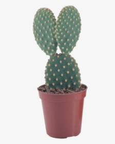 Pngs For Moodboards Pngs - Transparent Background Potted Cactus Png, Png Download, Free Download