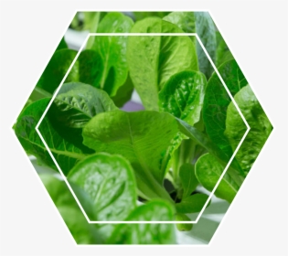 Jack-in-the-pulpit, HD Png Download, Free Download