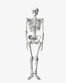 Collection Of Free Bone - 2 5 Meter Human, HD Png Download, Free Download