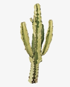 #png #pngs #pngedit #pngstickers #moodboard #moodboards - Png Sticker Cactus, Transparent Png, Free Download