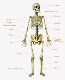 Transparent Hueso Png - Skeleton, Png Download, Free Download