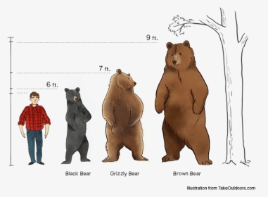 Comparison Of Commonly Found Bears And Their Sizes - Black Bear Size Comparison, HD Png Download, Free Download