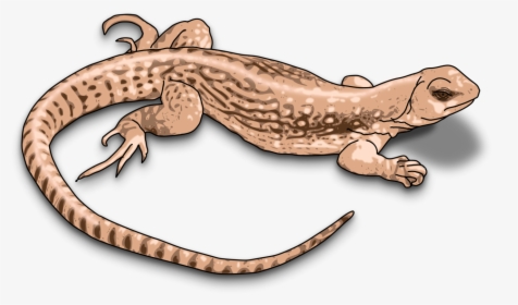 Clipart Images Of Lizard, HD Png Download, Free Download