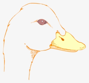Drawing Of A Duck Head, HD Png Download, Free Download