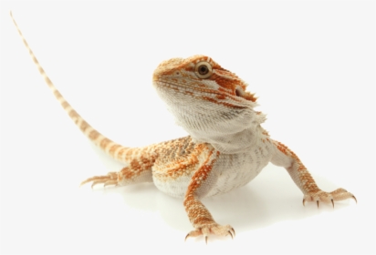 Lizard Clipart Exotic Animal - Bearded Dragon Transparent Background, HD Png Download, Free Download