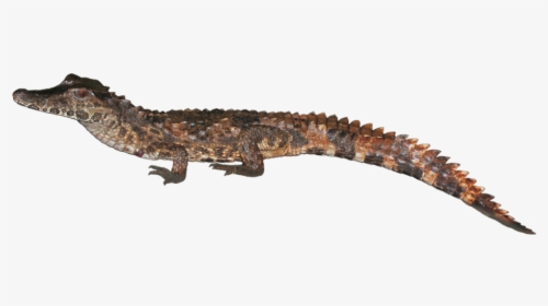 Clip Art Species The Ray Laboratory - Crocodile, HD Png Download, Free Download