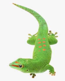 European Green Lizard - Gecko With Transparent Background, HD Png Download, Free Download