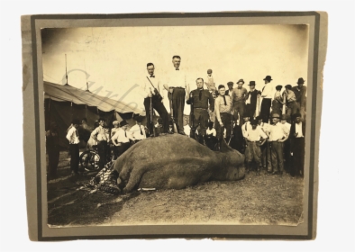 Vintage 1940 Dust Bowl Era Circus Elephant Shot Dead - Circus History Elephant, HD Png Download, Free Download