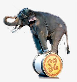 #elephant #circus - Indian Elephant, HD Png Download, Free Download