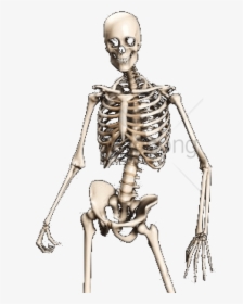Skeleton,shoulder,human - Transparent Skeleton Png, Png Download, Free Download