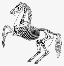Horse Skeleton - Skeleton Horse Drawing, HD Png Download, Free Download