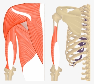Featured Image Showing Two Views Of The Posterior Upper - Triceps Brachii Get Body Smart, HD Png Download, Free Download