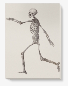 Skeleton Lateral View, HD Png Download, Free Download