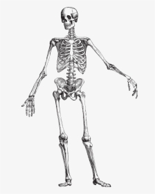 Skeleton Anatomy Black And White , Png Download - Black And White Anatomical Skeleton, Transparent Png, Free Download