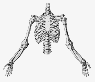 Skeleton Arm Png Transparent Skeleton Hand Png Png Download Kindpng - roblox skeleton ribs png