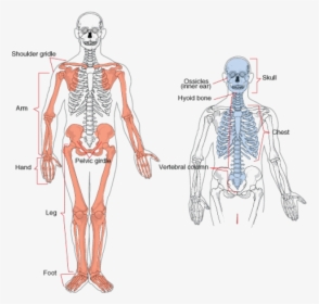 Appendicular Skeleton Bones, HD Png Download, Free Download