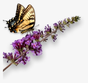 Hd Transparent Free Unlimited - Butterfly Bush Png, Png Download, Free Download