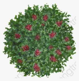Flowers Red Green Leaves - Tree, HD Png Download, Free Download