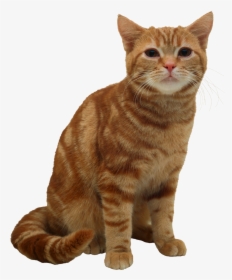 Cat Png - American Short Hair Cat, Transparent Png, Free Download