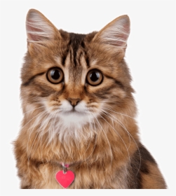 Clip Art Maine Coon Kittens Cats - Cat Sitting, HD Png Download, Free Download
