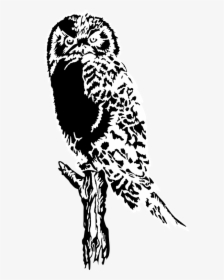 Owl,art,monochrome Photography - Owl Art White And Black, HD Png Download, Free Download