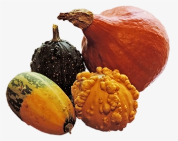 Pumpkins Decorative Squashes Autumn Free Picture - Pumpkin Squash Gourd Transparent, HD Png Download, Free Download