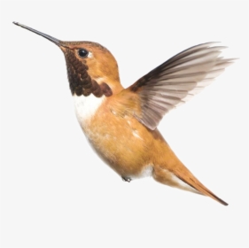 #polyvore #bird #birds #colibrí #colibri #pajaros #pajaro - Imagenes De Pajaritos Colibris, HD Png Download, Free Download
