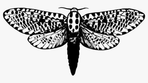 Animal Insect Leopard Free Picture - Death's Head Moth Silhouette, HD Png Download, Free Download