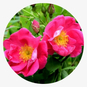 Transparent Pink Petals Png - Flor Rosal, Png Download, Free Download