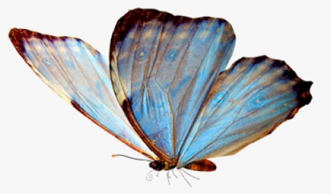 Image Rotator Jquery - Real Flying Blue Butterfly, HD Png Download, Free Download