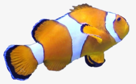 Nemo Fish Orange Freetoedit Scorange - Coral Reef Fish, HD Png Download, Free Download