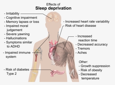 Effects Of Sleep Deprivation, HD Png Download, Free Download
