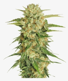 Online Marijuana Dispensary - Transparent Background Weed Png, Png Download, Free Download