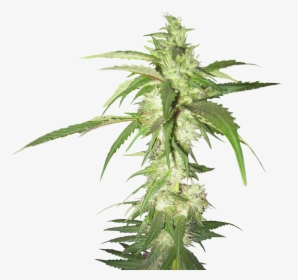 Weed - Weed Plant Transparent Background, HD Png Download, Free Download