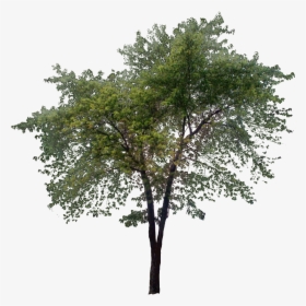 Transparent Tall Tree Png, Png Download, Free Download