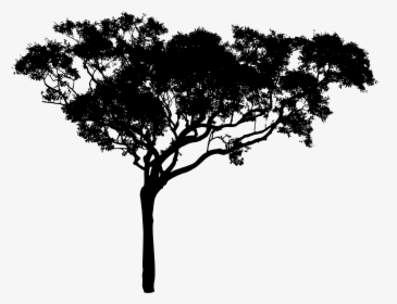 Trees Silhouette Png - Tall Tree Silhouette Png, Transparent Png, Free Download