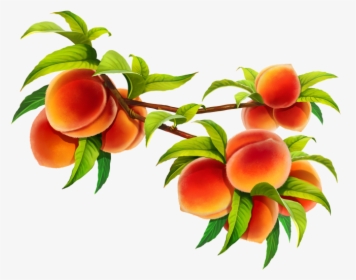 Art,illustration - Peach, HD Png Download, Free Download