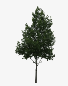Tree Cut Out Png, Transparent Png, Free Download