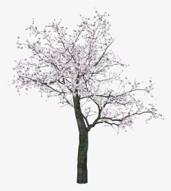 Tree Png Image Free Download - Japanese Tree Png, Transparent Png, Free Download