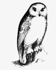 Owl,art,flightless Bird - Owl, HD Png Download, Free Download