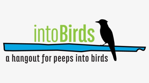 Intobirds - Piciformes, HD Png Download, Free Download