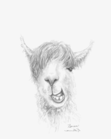 Realistic Drawings Of Llamas, HD Png Download, Free Download