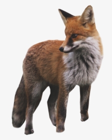 Fox Standing Png Image - Transparent Background Fox Png, Png Download, Free Download
